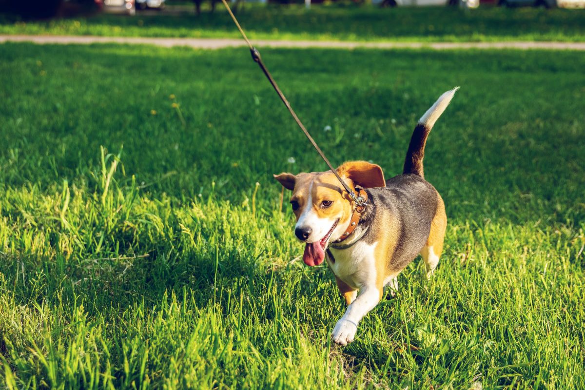 beagle walking while on leash