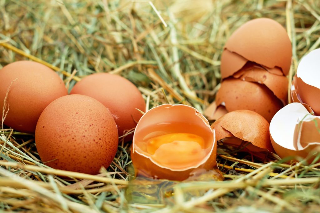 eggs on a nest