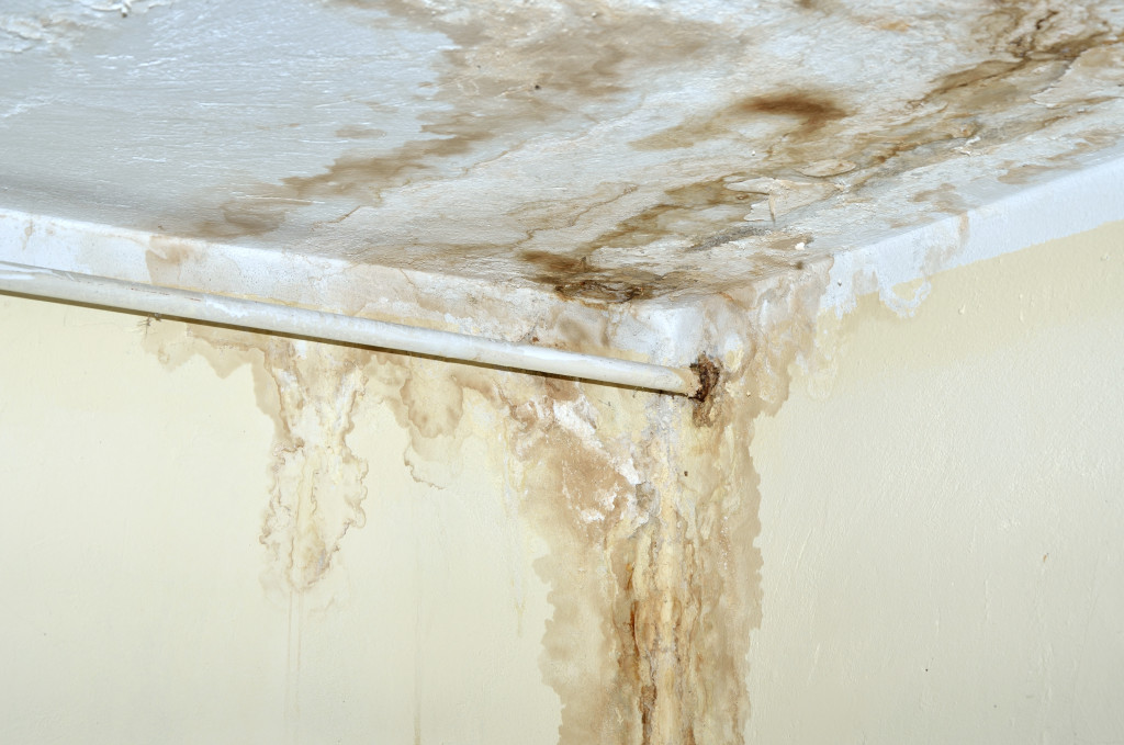mold in corner wall